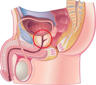 Location of prostate in men
