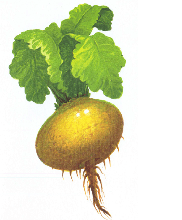 turnips to increase potency